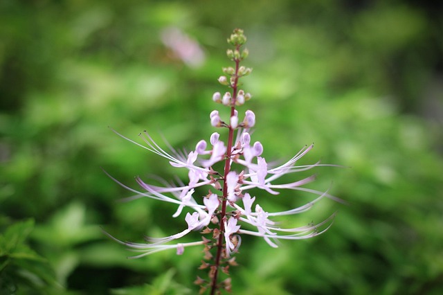 Blomst, Blomst Baggrund, Smukke Blomster