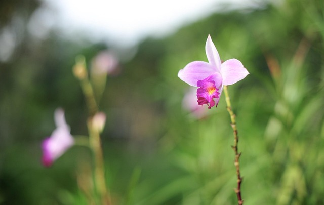 Blomst, Flora, Blomst Tapet, Natur