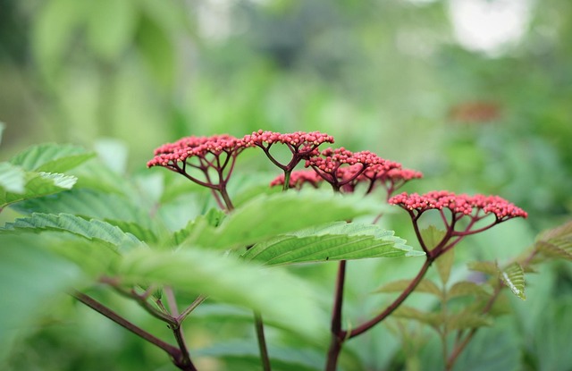 Blomst, Smukke Blomster, Blomst Tapet