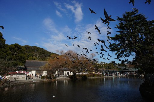 Free Tsuruoka Hachiman-Gu Shrine Bird photo and picture
