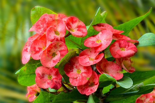 Rot, Blume, Schönheit, Blumen