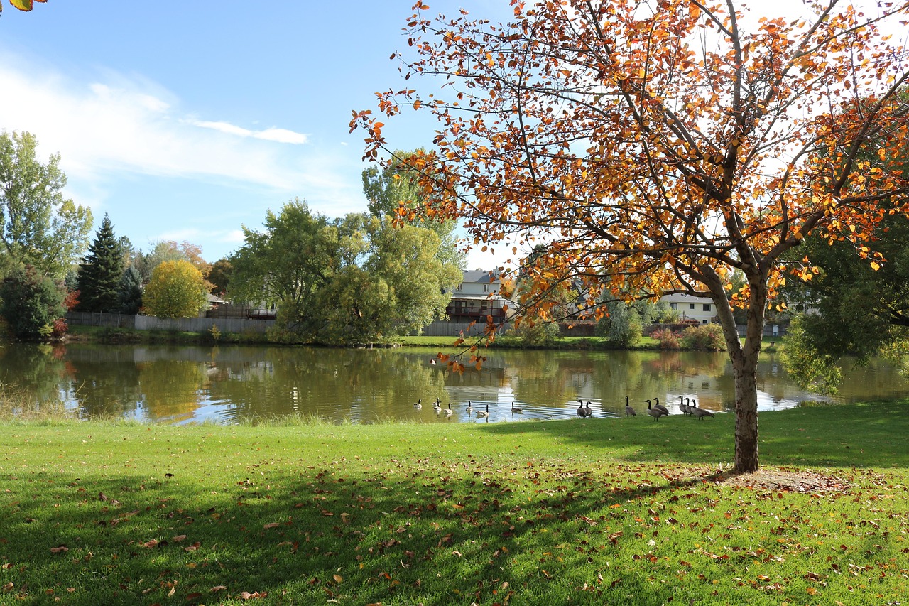 Allen Park in Greeley Colorado with mature trees and water