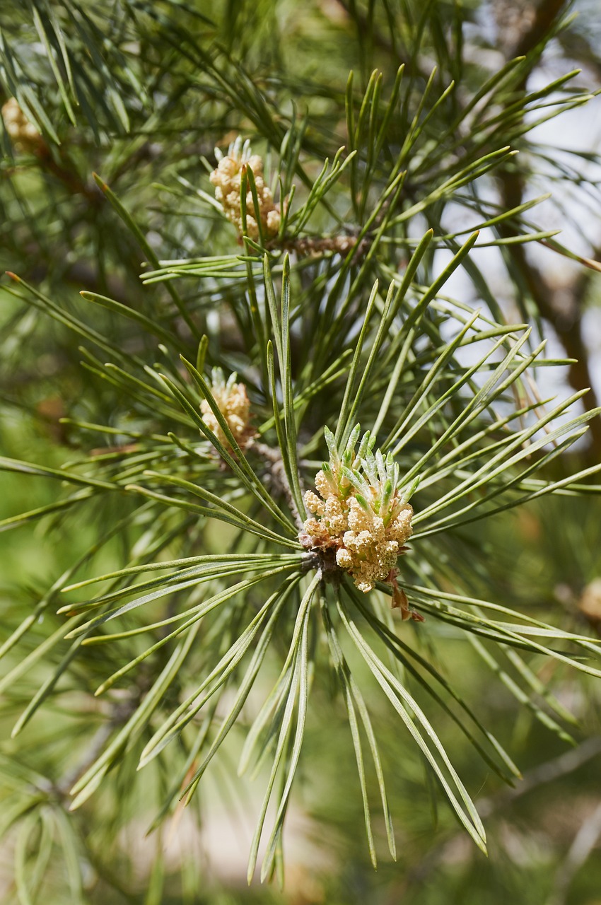 Forest Tree Cone Conifer - Free photo on Pixabay - Pixabay