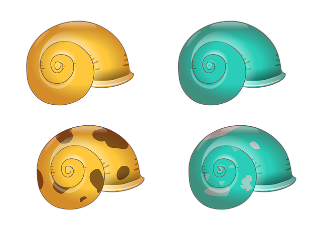 Free shell texture natural illustration
