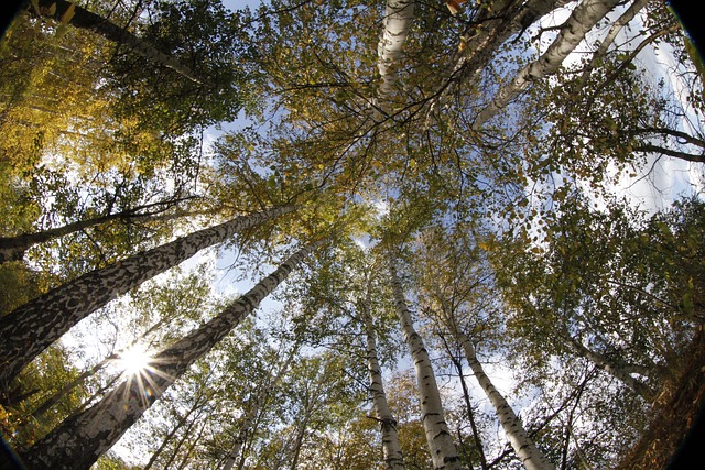 Forest, Berk, Rusland