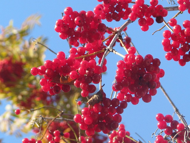 Viburnum, Bessen, Herfst