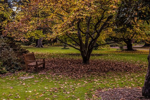 Park, Neuseeland, Herbst, Blätter, Natur