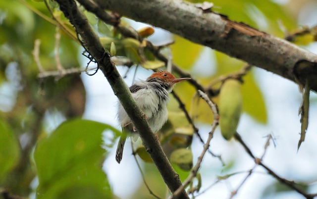 Vogel, Schneider, Gemeinsame Tailor Bird