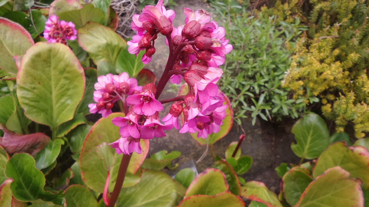 Bloem, Roze, Groente, Natuur