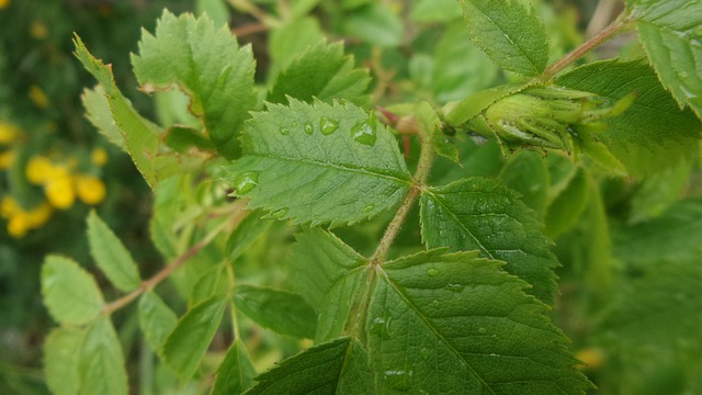 Groente, Blad, Zomer, Biologisch