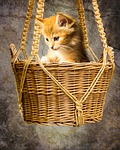 animals, cat, pet