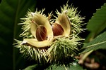 chestnut, tree, autumn