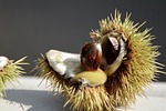 chestnut, tree, autumn
