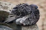 dove, bird, animal