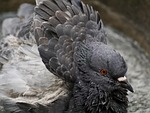 dove, bird, birds