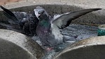 dove, birds, animal
