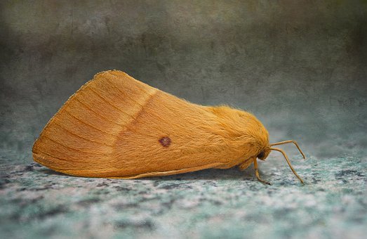 Free Bombyx Of The Oak Lasiocampa Quercus photo and picture