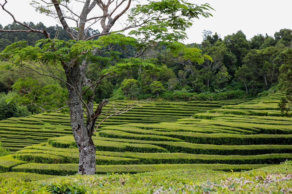 Adventuring in the Azores: Faial Island’s Thrilling Activities Await!