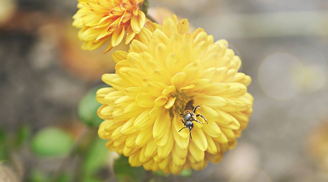 Free Flower Flower Background photo and picture