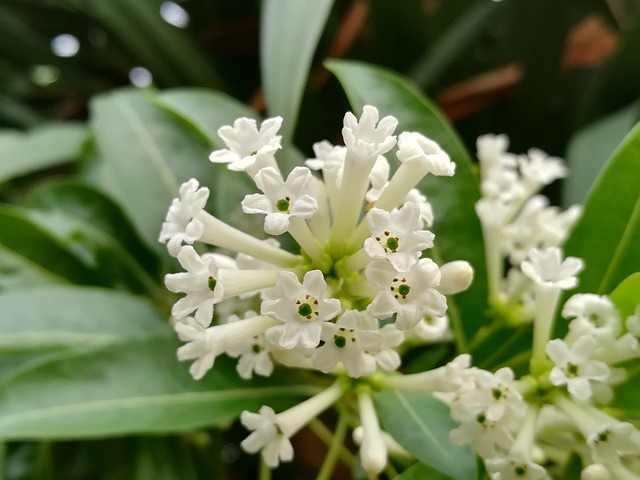Free Flower White photo and picture