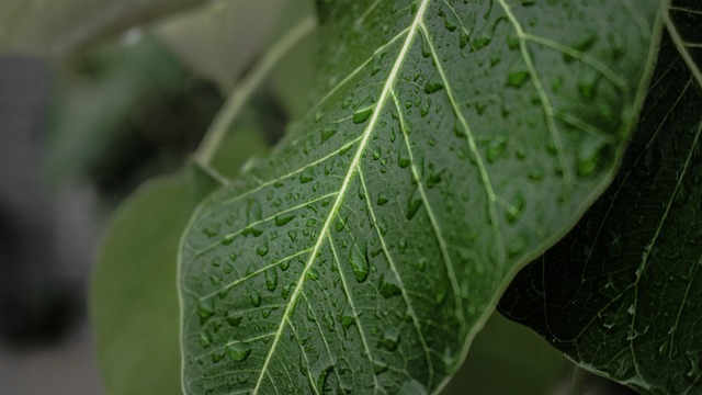 Free Leaves Leaf photo and picture