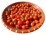 shell, clay bowl, tomatoes