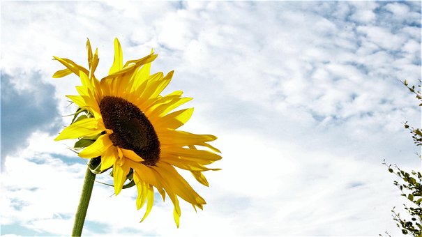 Sonnenblume, Gelb, Somemer, Blume, Blüte