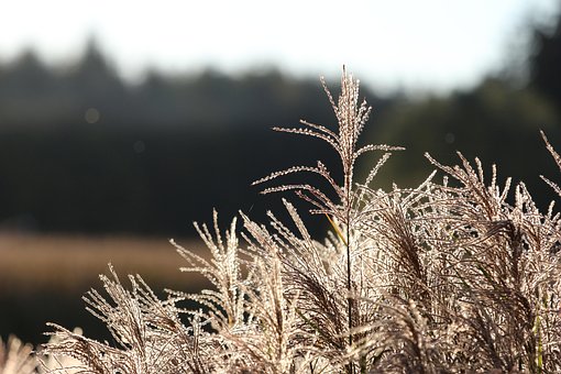 Gras, Schön, Schöne Blumen, Natur