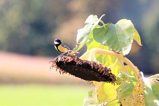 Sonnenblume, Blume, Vogel, Nahrung