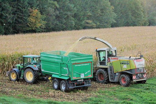 Ernte, Mais, Herbst, Maiskolben, Feld
