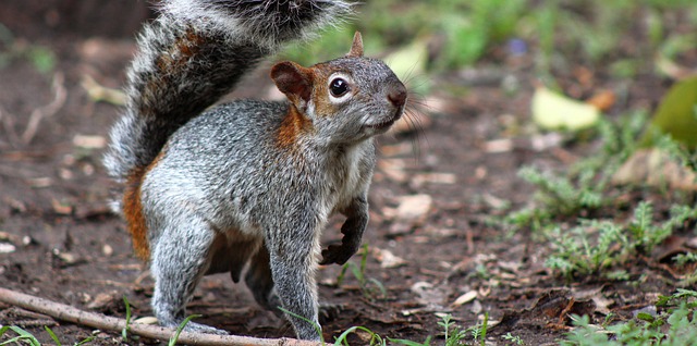 Egern, Dyr, Natur, Dyreliv, Skov, Fauna