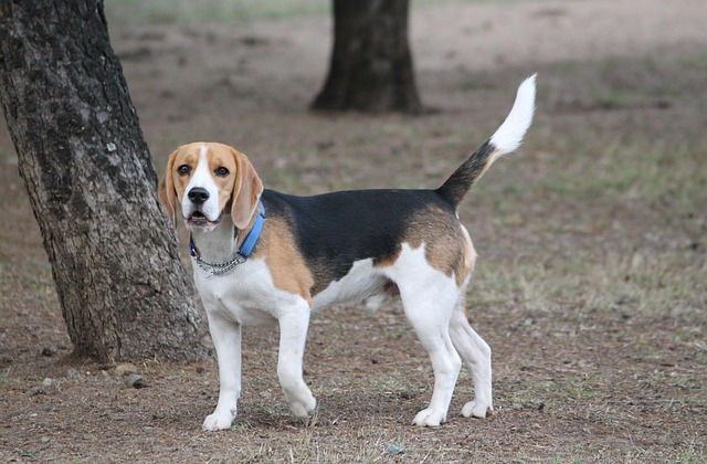 Free Dog Beagle photo and picture