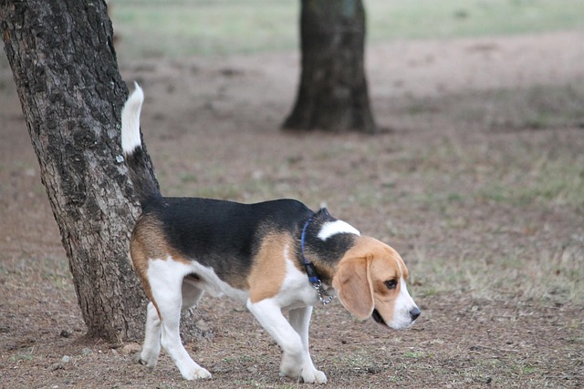 Free Dog Beagle photo and picture