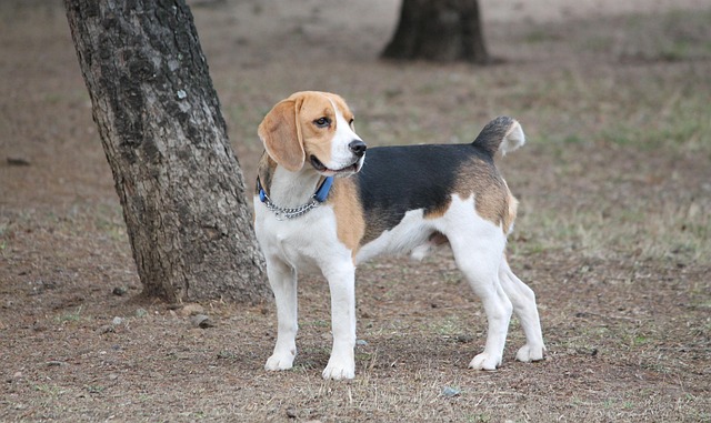 Free Dog Animal photo and picture