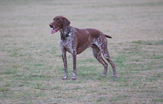 Free Dog Pointer photo and picture