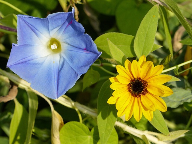 夏花 开花 夏天 - Pixabay上的免费照片 - Pixabay