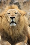 lion, pride, cat
