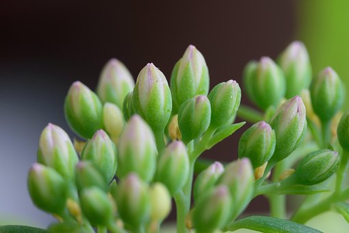 Free Bloom Flora photo and picture