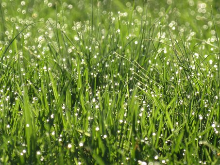 Free Grass Fresh photo and picture