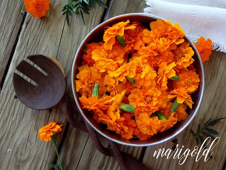 Free Marigold Orange photo and picture