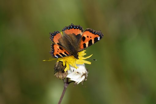 Free Butterfly Flower photo and picture