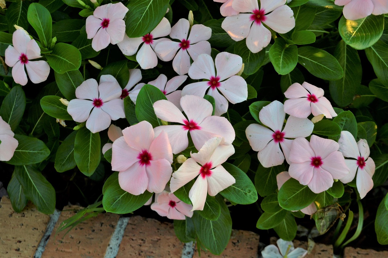 flowers, white flowers, garden, brick, layers, bloom, nature, natural, blossom, spring, plant, floral, summer, blooming, green, colorful, botanical, botany, bouquet, decoration, pink, white, heavenly, surprise, get well, roses, unique, planted, seed, rich, plenty, bouquets, colors, beauty, beautiful, lovers, loving, friends, forgiveness, forgive, rose, flora, petal, design, romantic, leaf, fresh, pattern, season, leaves, gardening, foliage, springtime, growth, seasonal, color, pollen, outdoor, soft, macro, burgundy, maroon, organic, grass, growing, life, life cycle, lotus flower, orchid, peonies, tulips, hydrangea