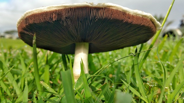 Free Mushroom Fungus photo and picture