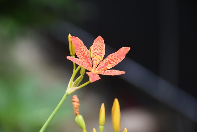 Free Plant Flower Background photo and picture