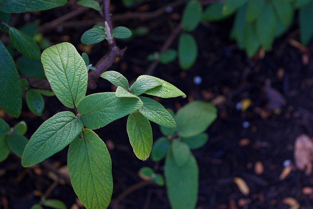 Free Leaves Leaf photo and picture