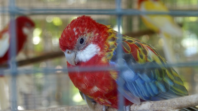 Parrot, Celle, Trist, I Fangenskab, Fugl
