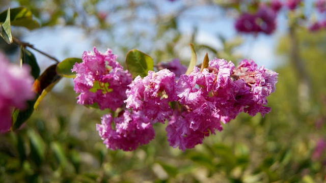 Blomst, Planter, Smuk Blomst, Natur