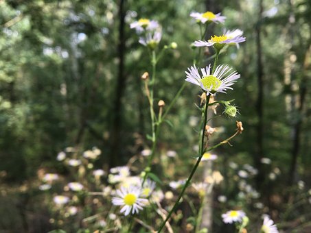 Natur, Kamille, Smukke Blomster