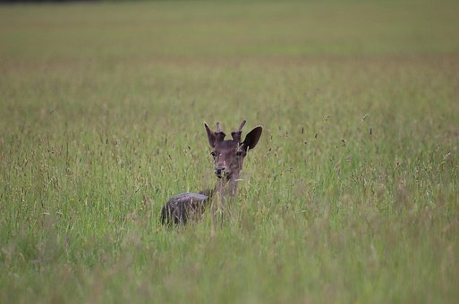 Free Deer Nature photo and picture