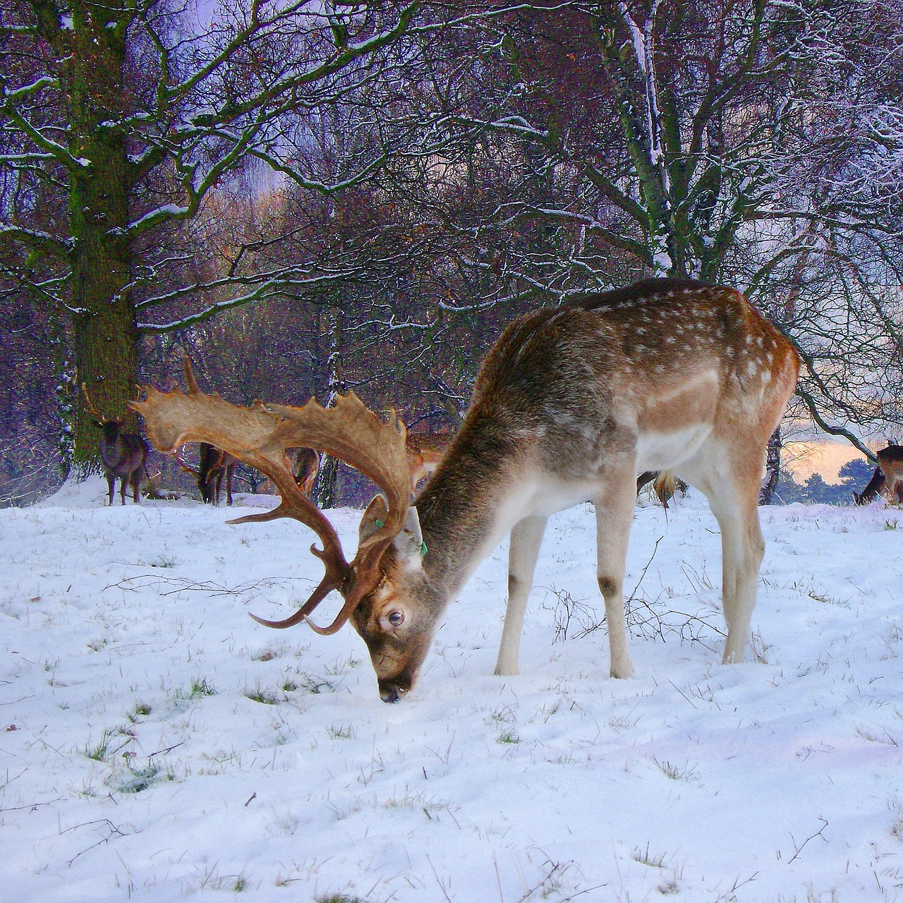 Fallow Buck Deer - Free photo on Pixabay